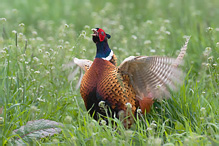 Pheasant - Phasianus colchicus