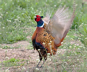 Pheasant - Phasianus colchicus