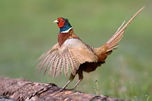 Pheasant - Phasianus colchicus