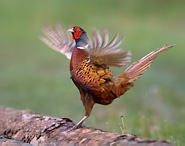 Pheasant - Phasianus colchicus