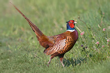 Pheasant - Phasianus colchicus