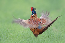 Pheasant - Phasianus colchicus