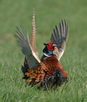 Pheasant - Phasianus colchicus