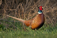 Pheasant - Phasianus colchicus