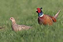 Pheasant - Phasianus colchicus