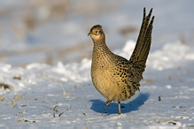 Pheasant - Phasianus colchicus