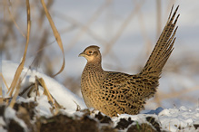 Pheasant - Phasianus colchicus