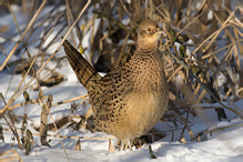 Pheasant - Phasianus colchicus