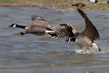 Berneška velká - Branta canadensis