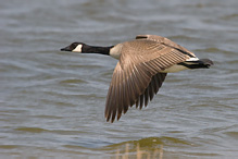 Canada Goose - Branta canadensis