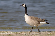 Berneška velká - Branta canadensis