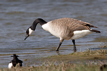 Berneška velká - Branta canadensis