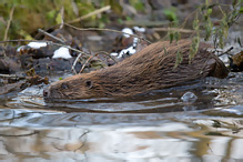 European Beaver - Castor fiber