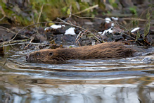 European Beaver - Castor fiber