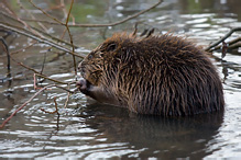 European Beaver - Castor fiber