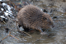 Bobr evropský - Castor fiber