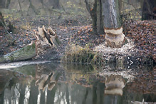 European Beaver - Castor fiber