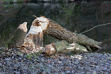 European Beaver - Castor fiber