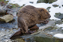 European Beaver - Castor fiber