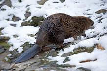 European Beaver - Castor fiber