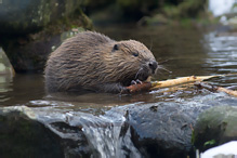 European Beaver - Castor fiber