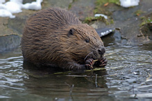 European Beaver - Castor fiber