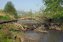 European Beaver - Castor fiber