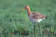 Black-tailed Godwit