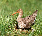 Black-tailed Godwit - Limosa limosa