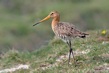 Břehouš černoocasý - Limosa limosa