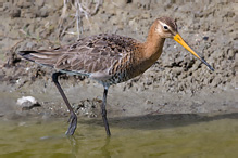 Břehouš černoocasý - Limosa limosa