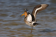 Black-tailed Godwit - Limosa limosa