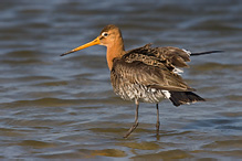 Black-tailed Godwit - Limosa limosa