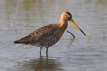 Black-tailed Godwit - Limosa limosa