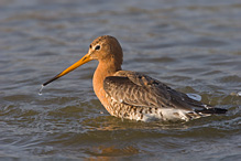 Břehouš černoocasý - Limosa limosa