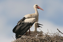 Čáp bílý - Ciconia ciconia