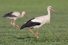 Čáp bílý - Ciconia ciconia