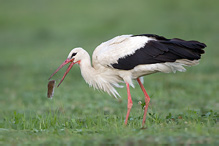 Čáp bílý - Ciconia ciconia