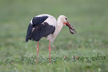 Čáp bílý - Ciconia ciconia