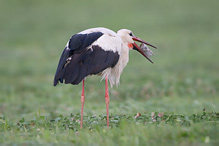 Čáp bílý - Ciconia ciconia