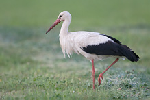 Čáp bílý - Ciconia ciconia