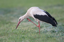 Čáp bílý - Ciconia ciconia