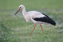 Čáp bílý - Ciconia ciconia