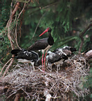 Čáp černý - Ciconia nigra