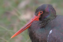 Čáp černý - Ciconia nigra