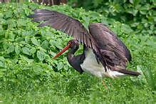 Čáp černý - Ciconia nigra