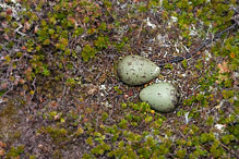 Chaluha příživná - Stercorarius skua