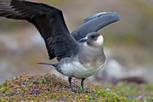 Chaluha příživná - Stercorarius skua