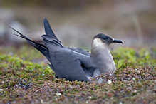 Chaluha příživná - Stercorarius skua