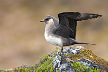 Chaluha příživná - Stercorarius skua